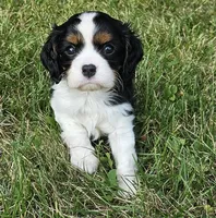 Bambi, a male Cavalier King Charles Spaniel for sale in Portland, MI – 2 of 4