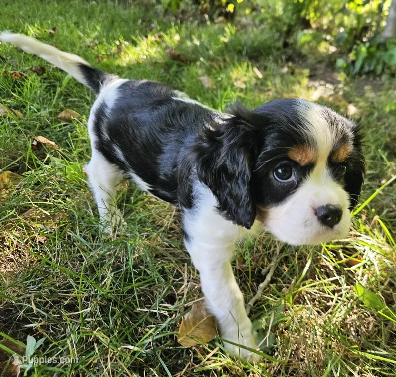 Thumper – Cavalier King Charles Spaniel puppy for sale in Portland, MI