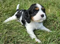 Thumper, a male Cavalier King Charles Spaniel for sale in Portland, MI – 4 of 4