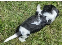 Thumper, a male Cavalier King Charles Spaniel for sale in Portland, MI – 2 of 4