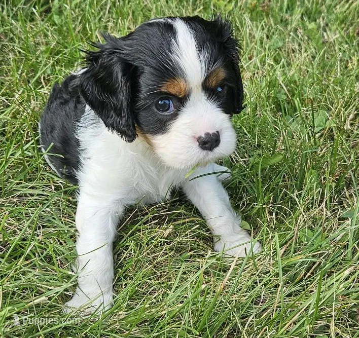 Thumper – Cavalier King Charles Spaniel puppy for sale in Portland, MI