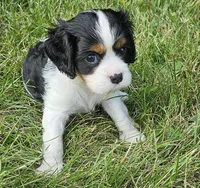 Thumper, a male Cavalier King Charles Spaniel for sale in Portland, MI – 1 of 4