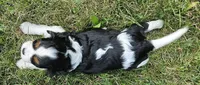 Bambi, a male Cavalier King Charles Spaniel for sale in Portland, MI – 3 of 4