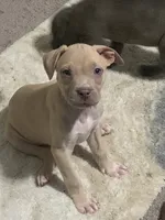 Peanut, a male American Pit Bull Terrier for sale in Atlanta, GA – 3 of 3