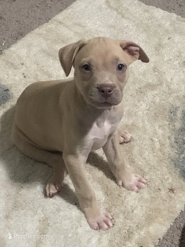 Peanut – American Pit Bull Terrier puppy for sale in Atlanta, GA