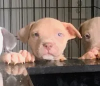 Peanut, a male American Pit Bull Terrier for sale in Atlanta, GA – 2 of 3