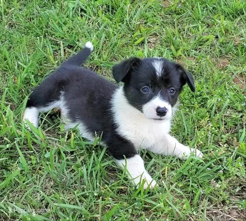 Blue – Cardigan Welsh Corgi, Pembroke Welsh Corgi puppy for sale in Shelbyville, TN