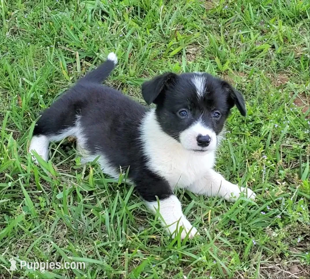 Blue, a male Cardigan Welsh Corgi and Pembroke Welsh Corgi for sale in Shelbyville, TN – 1 of 5