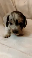 Spots, a male Dachshund for sale in Shelbyville, TN – 4 of 5