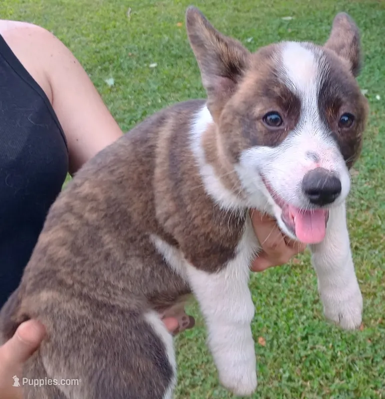 Blue – Cardigan Welsh Corgi, Pembroke Welsh Corgi puppy for sale in Shelbyville, TN