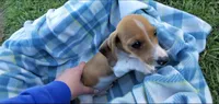 Rocky, a male Miniature Dachshund for sale in Shelbyville, TN – 2 of 5