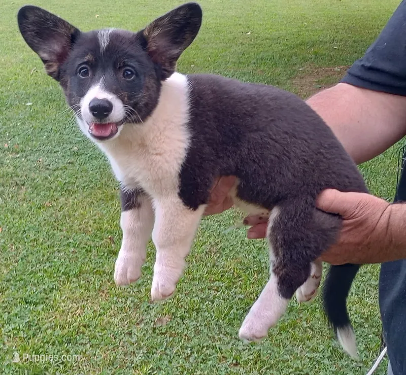Buddy – Cardigan Welsh Corgi, Pembroke Welsh Corgi puppy for sale in Shelbyville, TN