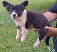 Buddy, a male Cardigan Welsh Corgi and Pembroke Welsh Corgi for sale in Shelbyville, TN – 1 of 3