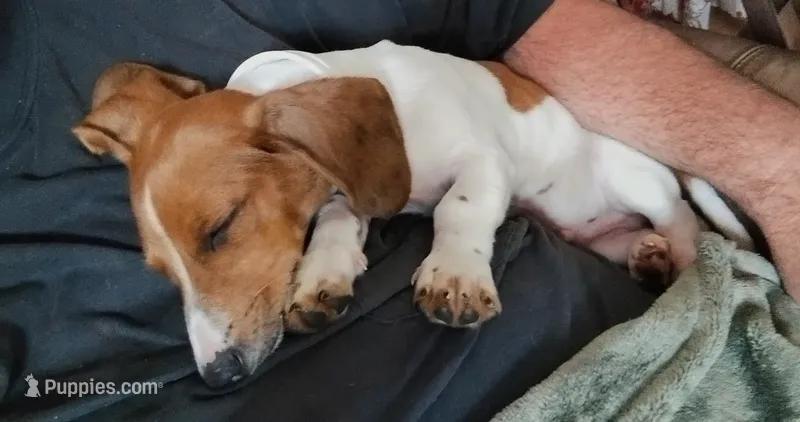 Rocky – Miniature Dachshund puppy for sale in Shelbyville, TN