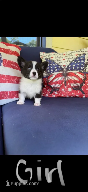 Isabel – Cardigan Welsh Corgi, Pembroke Welsh Corgi puppy for sale in Shelbyville, TN