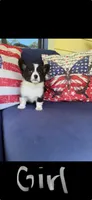 Isabel, a female Cardigan Welsh Corgi and Pembroke Welsh Corgi for sale in Shelbyville, TN – 1 of 2