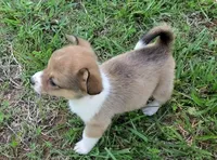 Princess, a female Cardigan Welsh Corgi and Pembroke Welsh Corgi for sale in Shelbyville, TN – 3 of 4