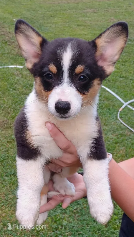 Floppy – Cardigan Welsh Corgi, Pembroke Welsh Corgi puppy for sale in Shelbyville, TN