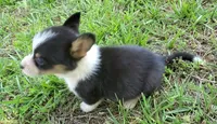 Floppy, a male Cardigan Welsh Corgi and Pembroke Welsh Corgi for sale in Shelbyville, TN – 4 of 6