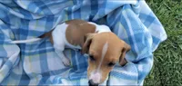 Rocky, a male Miniature Dachshund for sale in Shelbyville, TN – 5 of 5