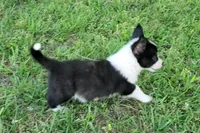 Blue, a male Cardigan Welsh Corgi and Pembroke Welsh Corgi for sale in Shelbyville, TN – 4 of 5