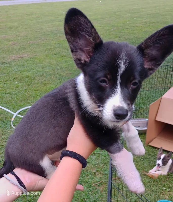 Cooper  – Cardigan Welsh Corgi, Pembroke Welsh Corgi puppy for sale in Shelbyville, TN