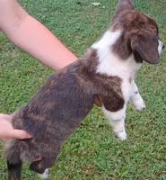 Tucker, a male Cardigan Welsh Corgi and Pembroke Welsh Corgi for sale in Shelbyville, TN – 2 of 2