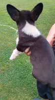 Cooper , a male Cardigan Welsh Corgi and Pembroke Welsh Corgi for sale in Shelbyville, TN – 2 of 2
