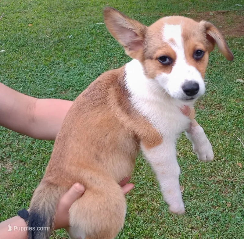 Prince – Cardigan Welsh Corgi, Pembroke Welsh Corgi puppy for sale in Shelbyville, TN