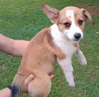 Prince, a male Cardigan Welsh Corgi and Pembroke Welsh Corgi for sale in Shelbyville, TN – 1 of 2