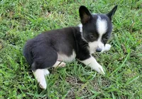 Bella, a female Cardigan Welsh Corgi and Pembroke Welsh Corgi for sale in Shelbyville, TN – 4 of 5