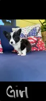 Isabel, a female Cardigan Welsh Corgi and Pembroke Welsh Corgi for sale in Shelbyville, TN – 2 of 2