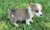 Prince, a male Cardigan Welsh Corgi and Pembroke Welsh Corgi for sale in Shelbyville, TN – 3 of 6