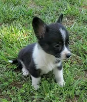 Cooper , a male Cardigan Welsh Corgi and Pembroke Welsh Corgi for sale in Shelbyville, TN – 5 of 5
