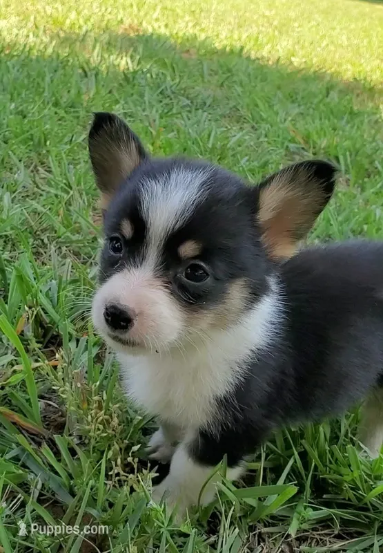 Floppy – Cardigan Welsh Corgi, Pembroke Welsh Corgi puppy for sale in Shelbyville, TN