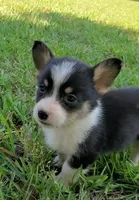 Floppy, a male Cardigan Welsh Corgi and Pembroke Welsh Corgi for sale in Shelbyville, TN – 1 of 6