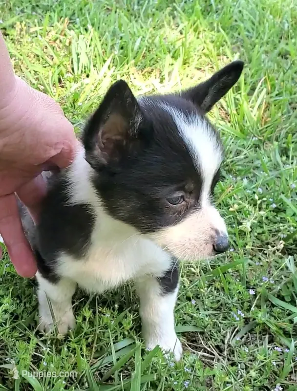 Bella – Cardigan Welsh Corgi, Pembroke Welsh Corgi puppy for sale in Shelbyville, TN