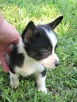 Bella, a female Cardigan Welsh Corgi and Pembroke Welsh Corgi for sale in Shelbyville, TN – 1 of 5