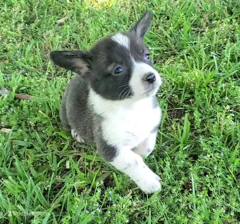 Tucker – Cardigan Welsh Corgi, Pembroke Welsh Corgi puppy for sale in Shelbyville, TN