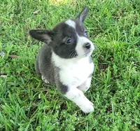 Tucker, a male Cardigan Welsh Corgi and Pembroke Welsh Corgi for sale in Shelbyville, TN – 1 of 4