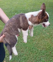 Blue, a male Cardigan Welsh Corgi and Pembroke Welsh Corgi for sale in Shelbyville, TN – 3 of 3