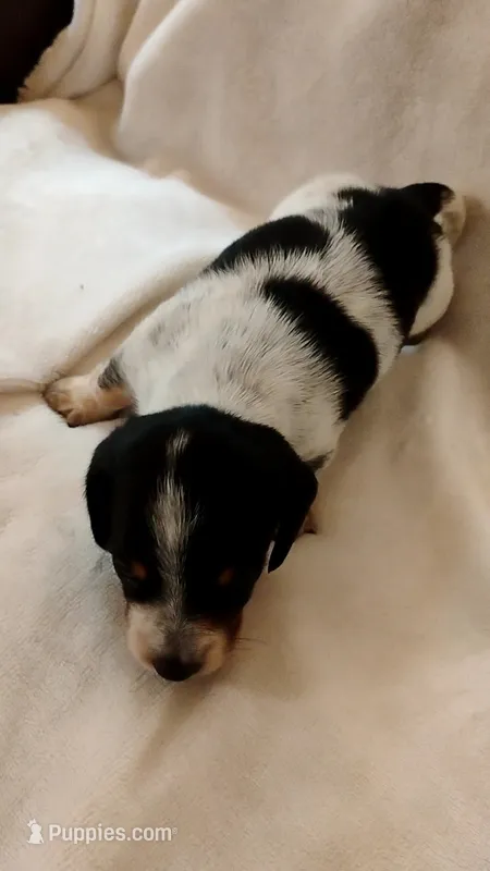 Buster – Dachshund puppy for sale in Shelbyville, TN