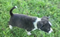 Tucker, a male Cardigan Welsh Corgi and Pembroke Welsh Corgi for sale in Shelbyville, TN – 3 of 4