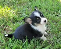 Floppy, a male Cardigan Welsh Corgi and Pembroke Welsh Corgi for sale in Shelbyville, TN – 6 of 6