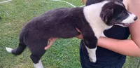 Buddy, a male Cardigan Welsh Corgi and Pembroke Welsh Corgi for sale in Shelbyville, TN – 3 of 3