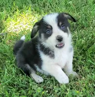 Wiggles , a male Cardigan Welsh Corgi and Pembroke Welsh Corgi for sale in Shelbyville, TN – 1 of 5