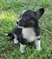 Cooper , a male Cardigan Welsh Corgi and Pembroke Welsh Corgi for sale in Shelbyville, TN – 4 of 5