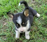 Floppy, a male Cardigan Welsh Corgi and Pembroke Welsh Corgi for sale in Shelbyville, TN – 5 of 6