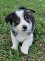 Wiggles , a male Cardigan Welsh Corgi and Pembroke Welsh Corgi for sale in Shelbyville, TN – 3 of 5
