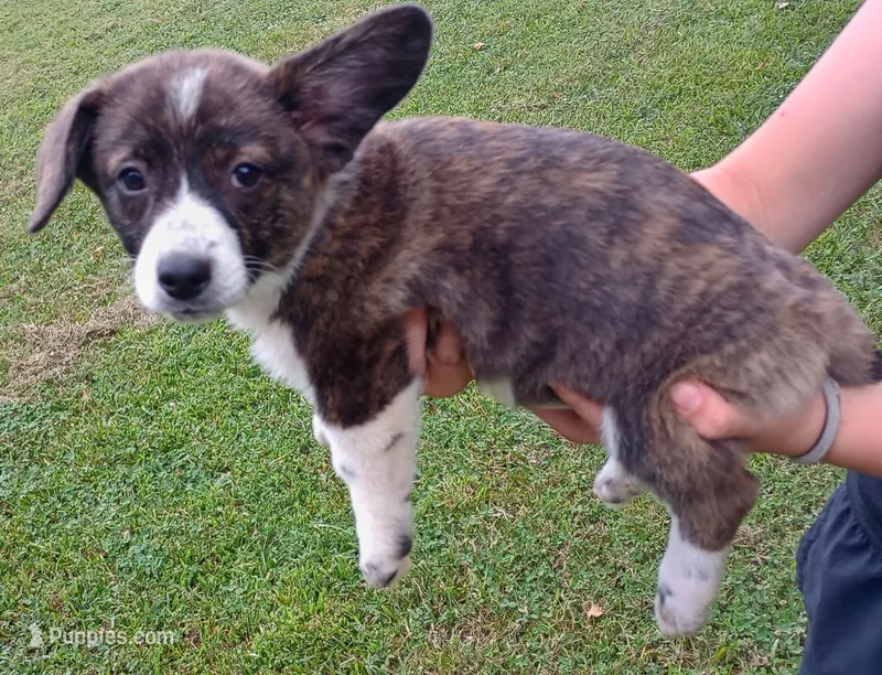 Tucker – Cardigan Welsh Corgi, Pembroke Welsh Corgi puppy for sale in Shelbyville, TN